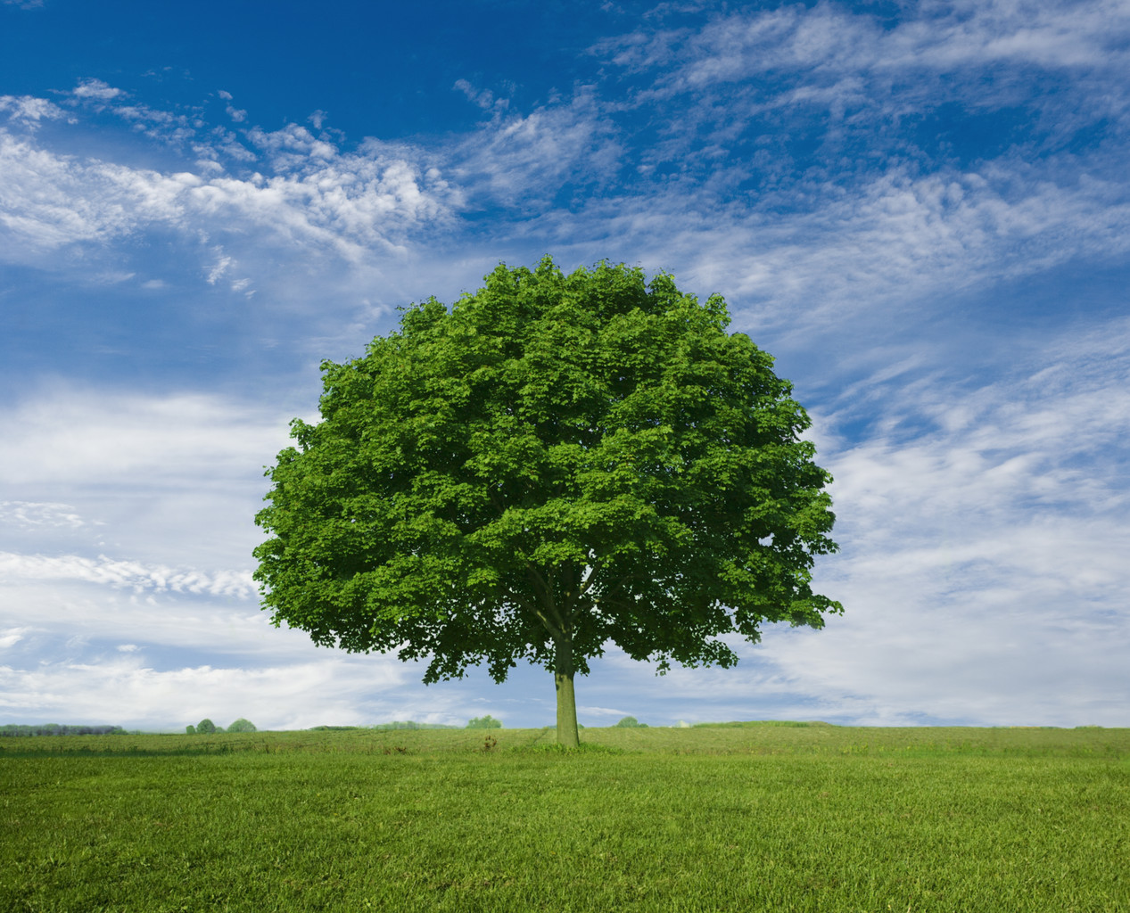 Lone Maple Tree